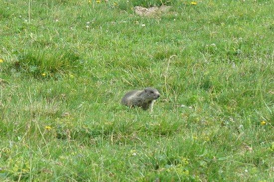 Marmot Nature Trail
