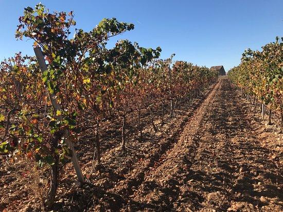 Bodegas Faustino Rivero Ulecia