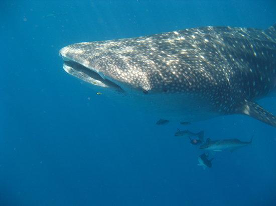 Scuba Nosy Be