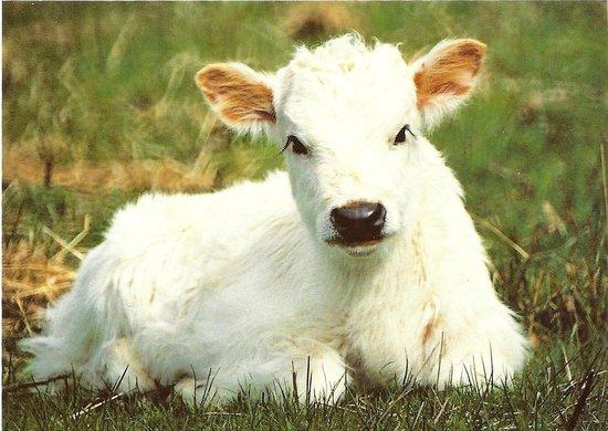 Chillingham Wild Cattle Park