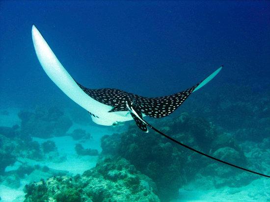 Dive Little Corn