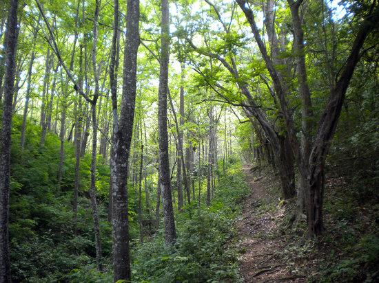 Samara Trails