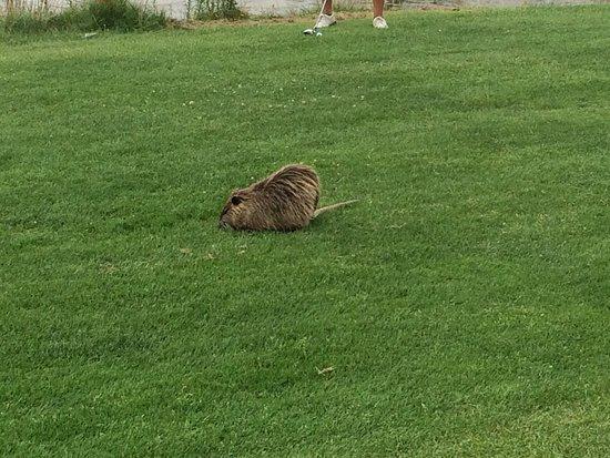 Golf du Cap d'Agde