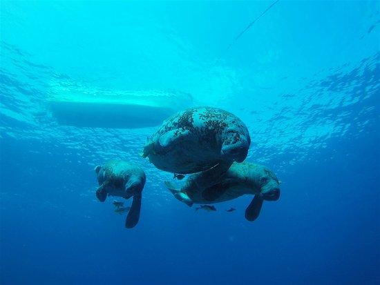 Pelicano Water Sports