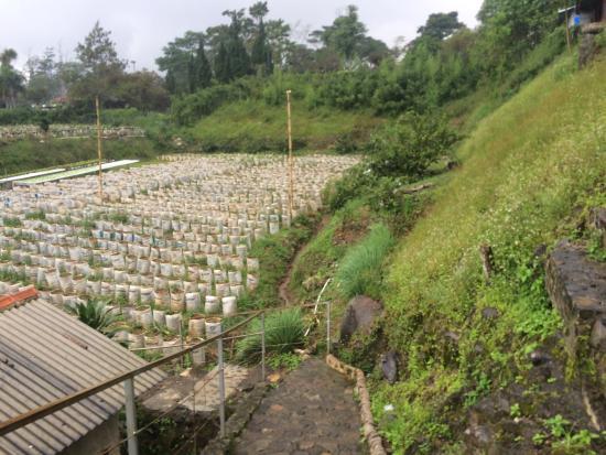 Puncak Berry Farm