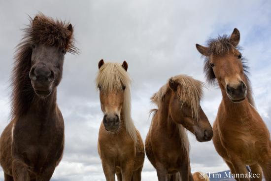Glacier Horses