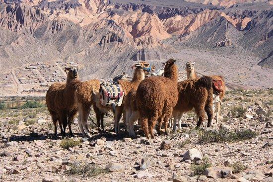 Caravana De Llamas Day Tours