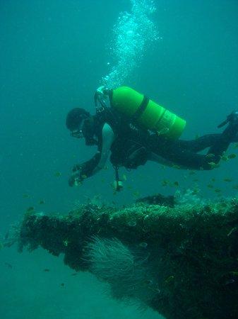 Arabian Diver