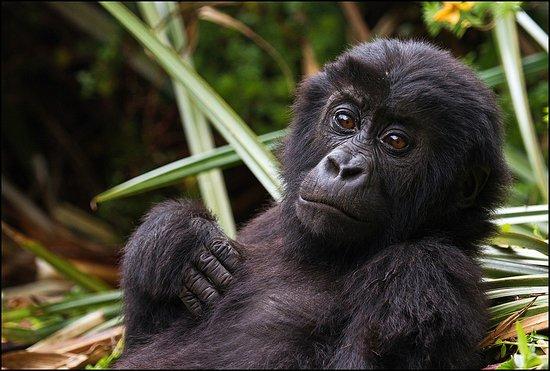 Treks 2 Rwanda