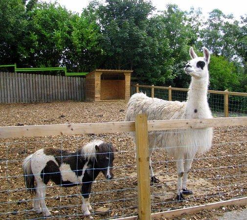 Donegore Hill Open Farm