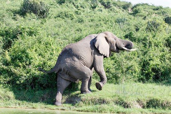 Gorilla Trekking Adventure Safaris