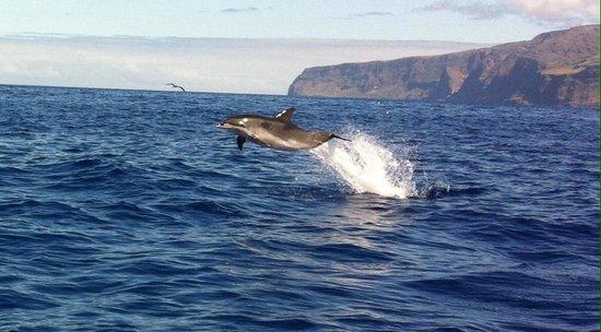 Nautipos Calheta Tours