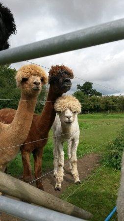 Bramble Lodge Alpacas