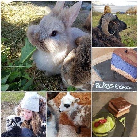 Yggdrasiltunet open farm