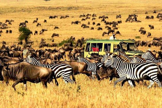 Traustine Adventure Safaris