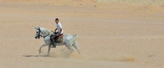 Sea Horse Sahl Hasheesh
