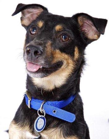 Battersea Dogs & Cats Home