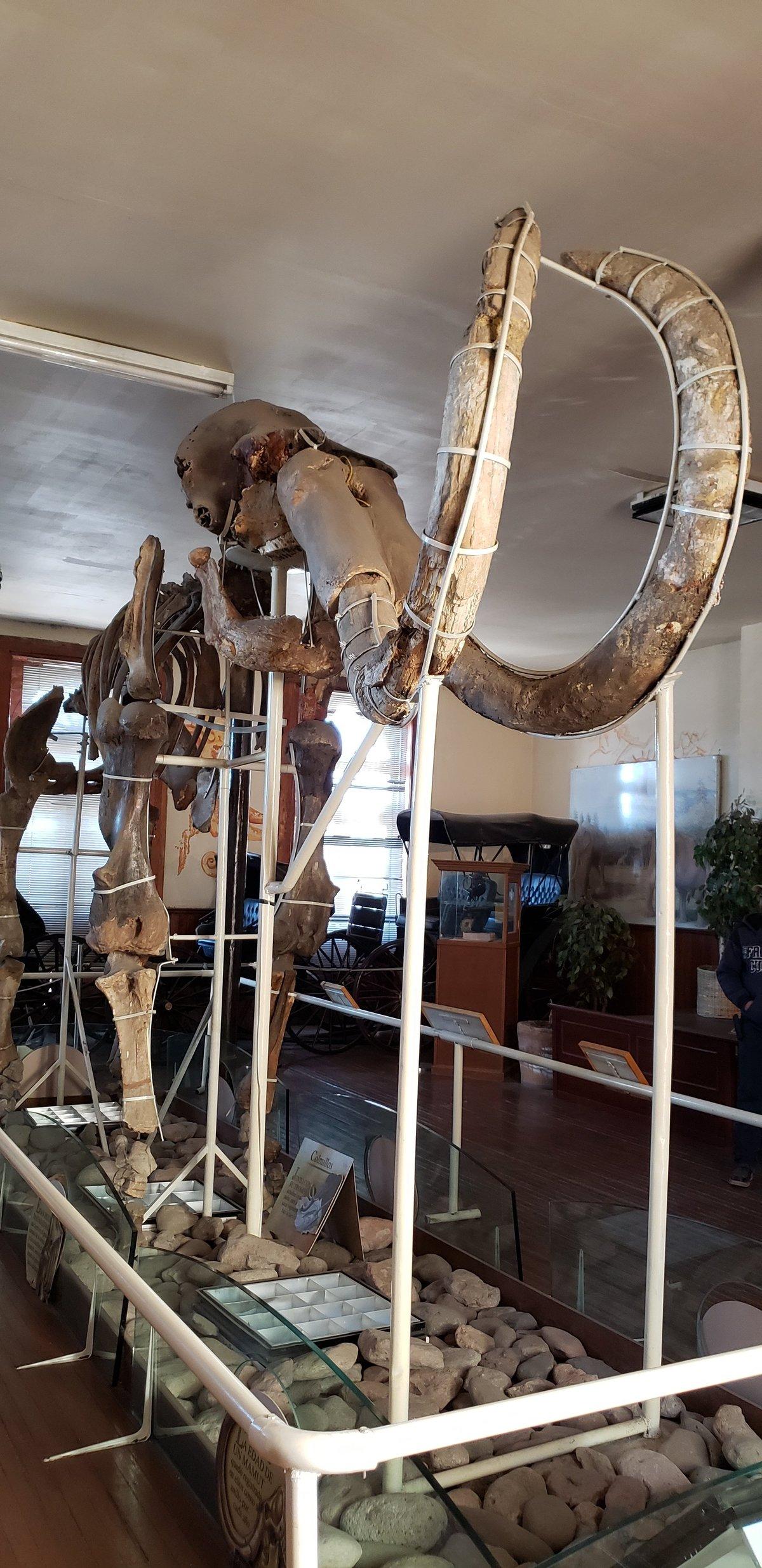 Museo Del Mamoth