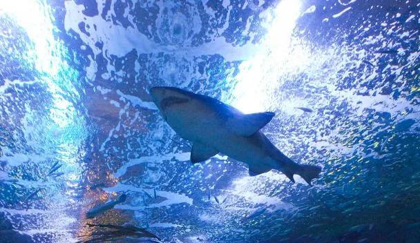 Aquarium van San Sebastian