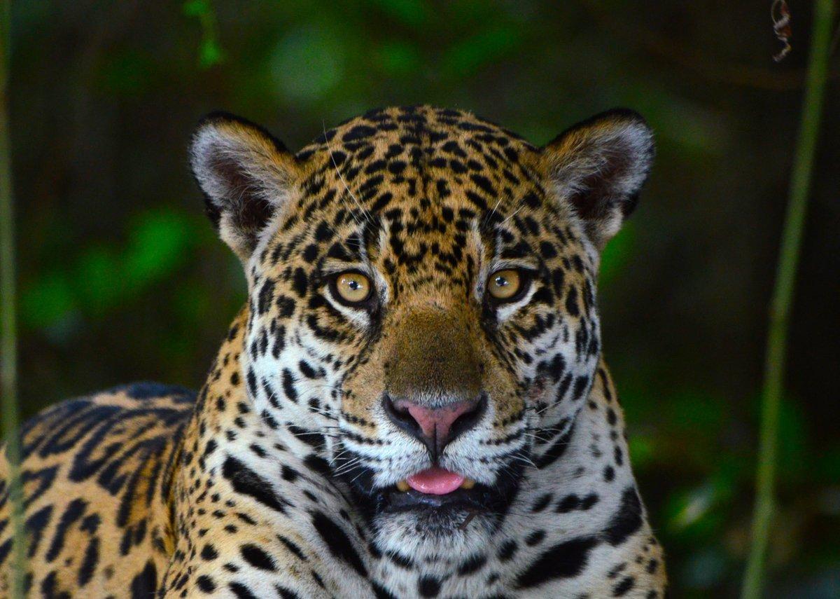 Pantanal Nature