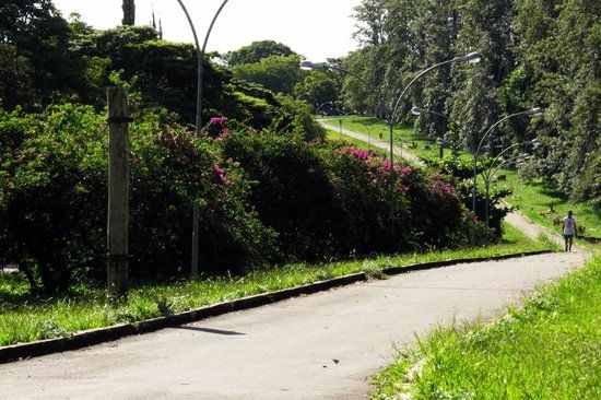 Bosque das Grevíleas