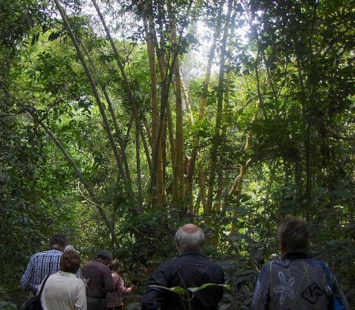 Bosque Santa Lúcia
