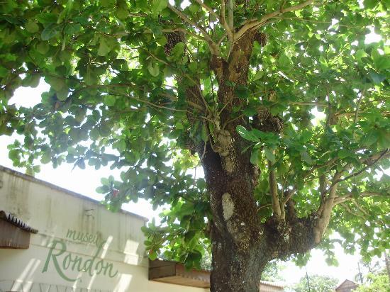 Museu Rondon