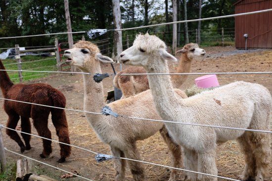 Little Brushwood Alpaca Farm