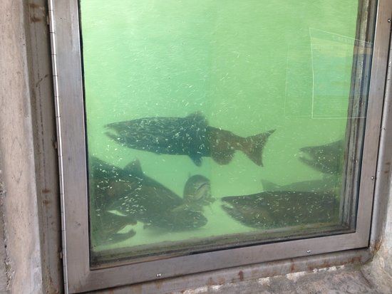 Feather River Fish Hatchery