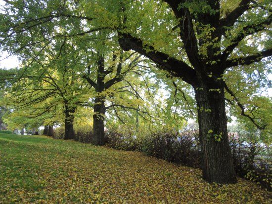 Kyneton Botanic Gardens