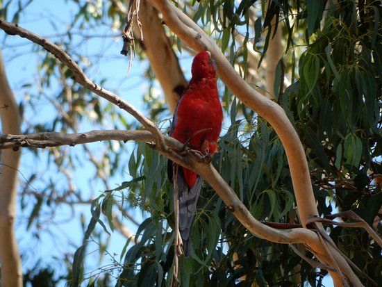 Creswick Regional Park