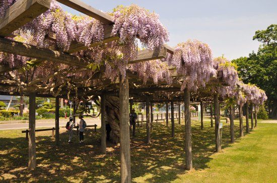 Fuji Flowers along Lake Toya