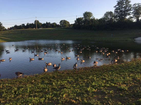 Westminster Community Pond