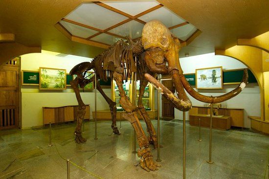 Zhytomyr Nature Museum