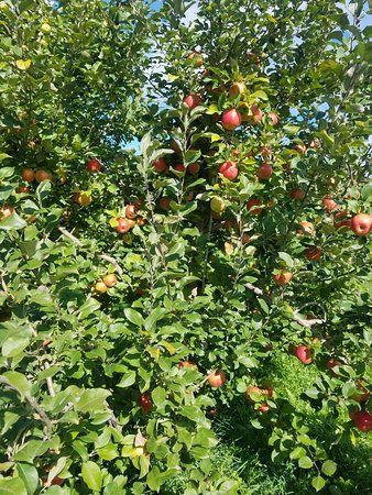 Happy Valley Orchard