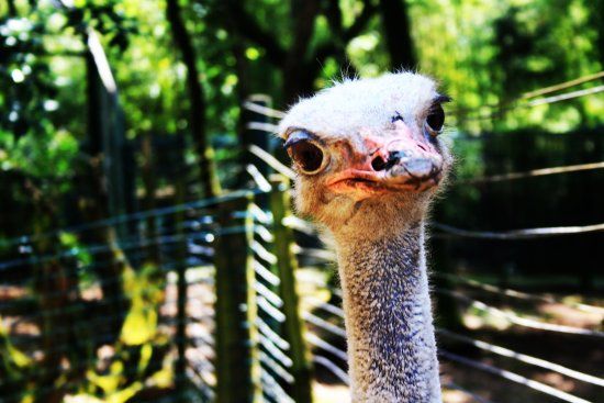 Zoo de Lourosa