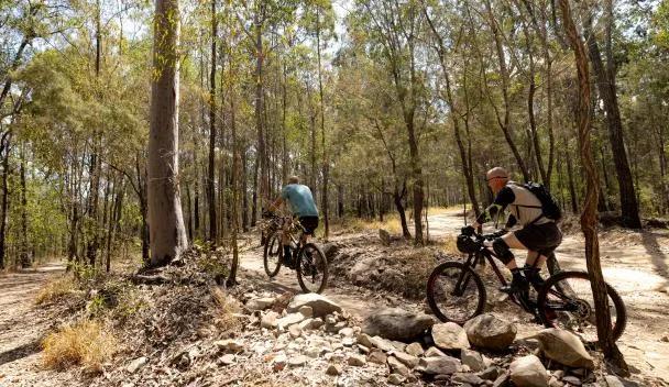 Nerang National Park