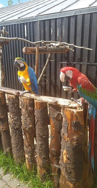 Slakki Petting Zoo