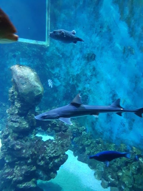 Aquarium de la Reunion