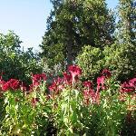 Pazzo's Cucina Italiana