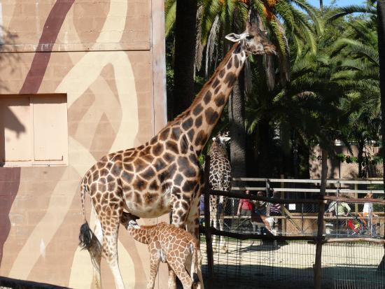 Zoo and Botanical Garden