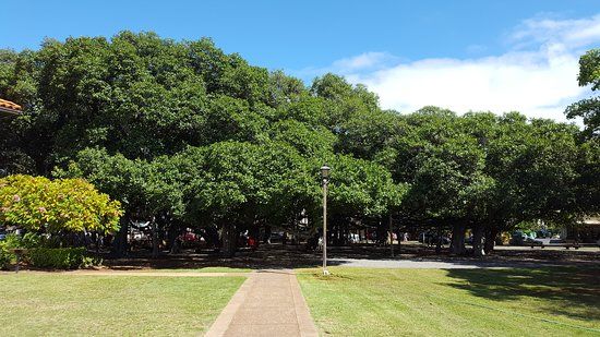 Banyan Tree Park