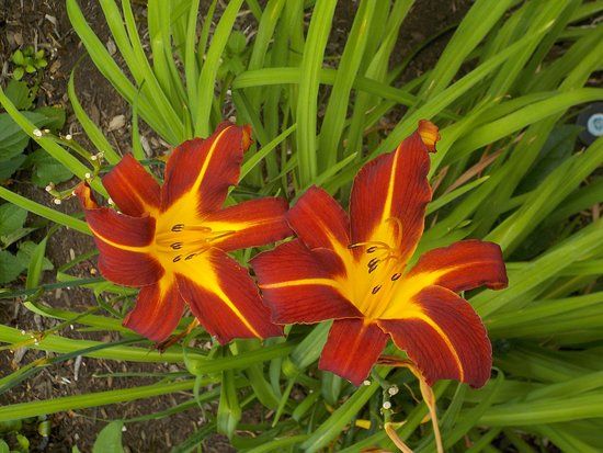 War of 1812 Bicentennial Peace Garden Trail