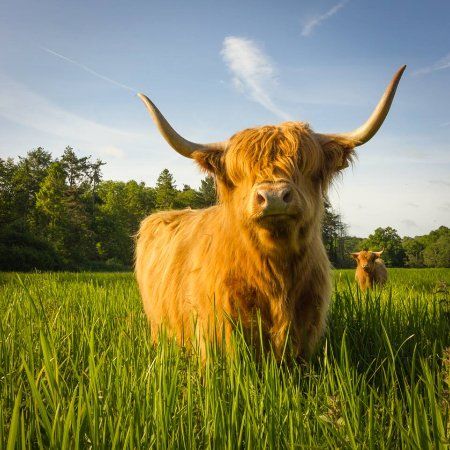 Taverham Mill Nature Reserve and Fishery