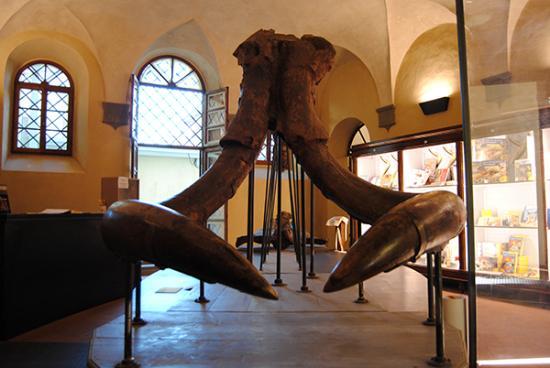 Paleontological Museum of Montevarchi