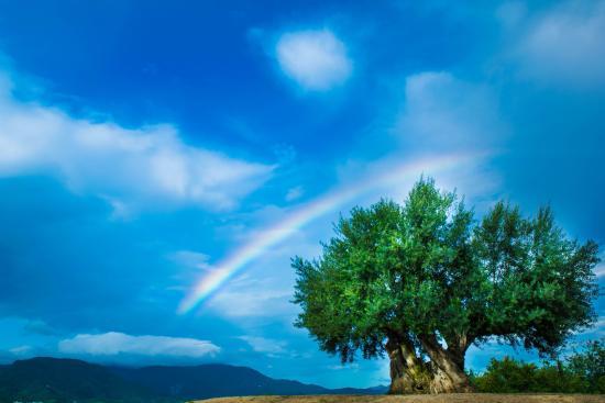 1000 Years Olive Tree