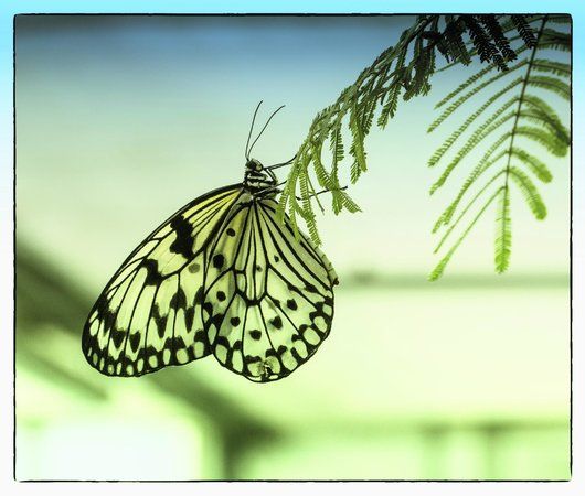 The North Somerset Butterfly House