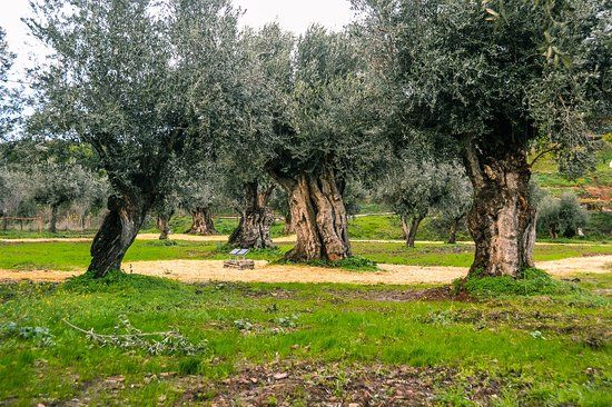 Rota das Oliveiras