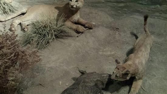 Zoológico Parque del Niño Jersey