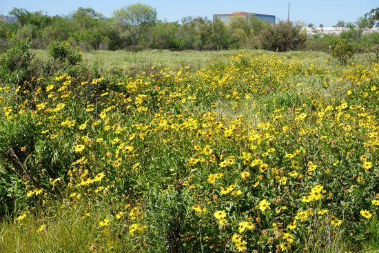 Madrona Marsh Nature Center